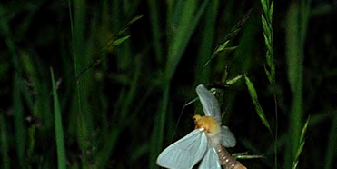 Fjärilar Liten bastardsvärmare Zygaena viciae NT- nära hotad Under året hittades inga bastardsvärmare men de är tidigare kända från slåtterängarna i delområde 1 från 2005.
