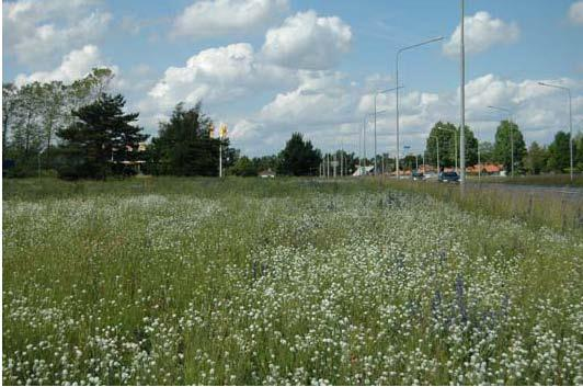 ) gärna tillsammans med sandnejlika (se ovan) om förutsättningar finns för detta, genom att anlägga stödplanteringar.