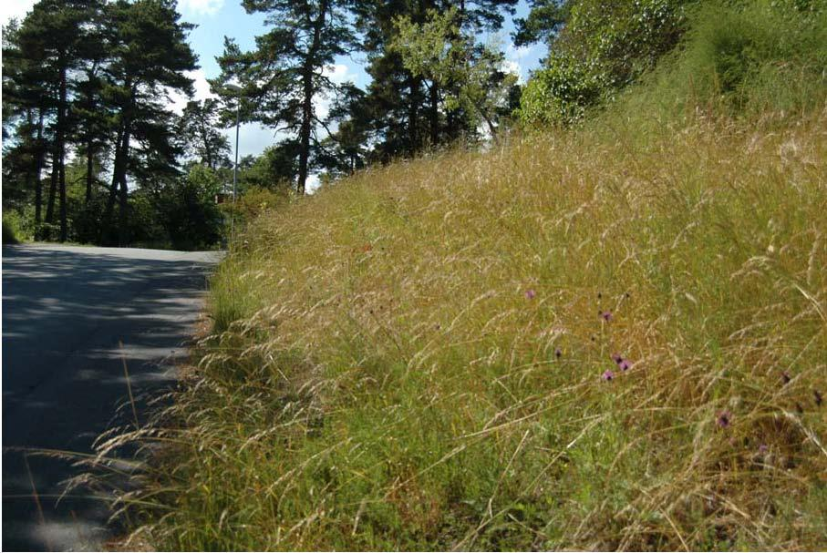 Sånnarna, vägkant bredvid grodgrop (6201100/1403000). Ny dellokal 2012. 2012 24 juni 1 hane Mycket liten blomresurs precis i vägkanten.