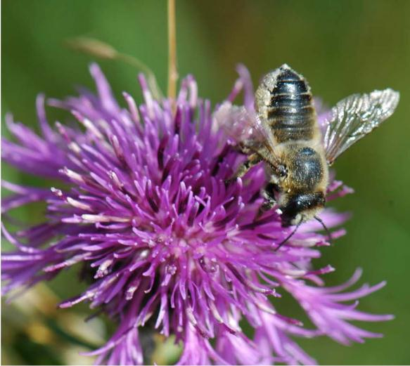 Art- och ekologifakta (hämtade från (LAN) 2010) Stortapetserarbi Megachile lagopoda (Linné) är ett stort, 14 17 mm, bi av familjen Megachilidae, buksamlarbin.