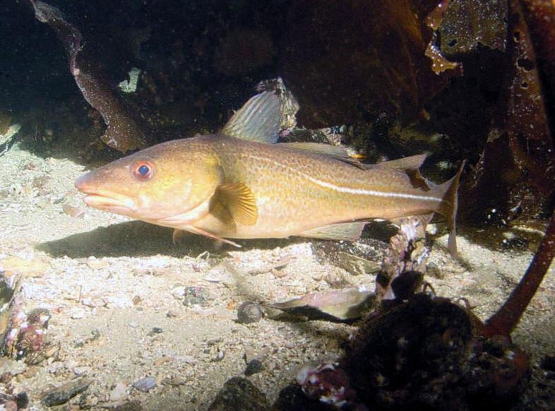 Mål för ett långsiktigt hållbart fiske Fiskbestånden är livskraftiga.