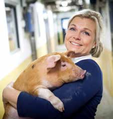 Aktuellt / Tema Investera November 2016 7 Snabba beslut om långsiktiga frågor Charlotte Önnestedt På Åby Storgård får de guldfärgade grisarna hemmaproducerat foder.