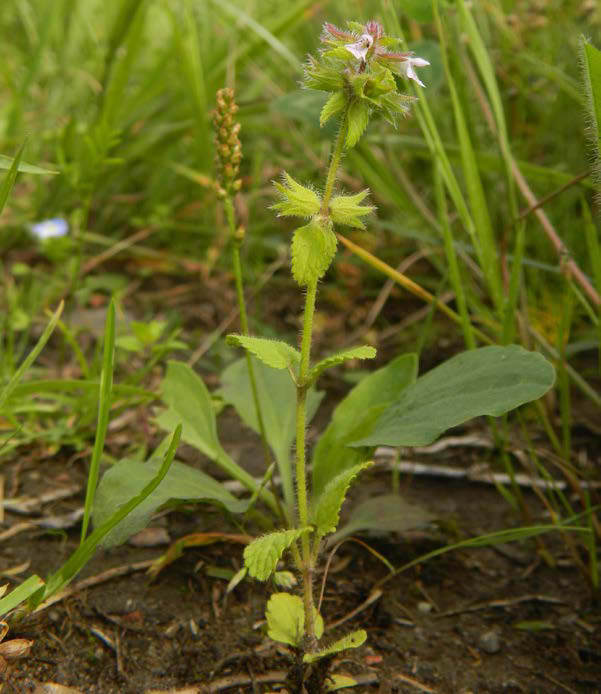 Dvärgjohannesört - Hypericum humifusum (F) Dvärgjohannesörten skiljer sig från andra johannesörter genom, att som namnet avslöjar, vara mycket småväxt.