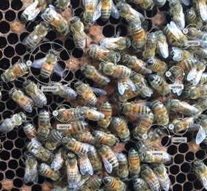 VScan Med analys av biometriska data av digitala fotografier och/eller video av bin på yngelramar kan angreppsgraden beräknas okulärt och/eller med programvara som detekterar parasiten och eventuellt
