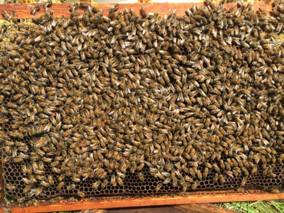Beräkning av antal bin på en ram Räkna antal bin horisontellt och multiplicera med antal vertikalt. Exempel: 50 * 30 = 1500 Två sidor 2 * 1500 = 3000 bin på en helt täckt ram.
