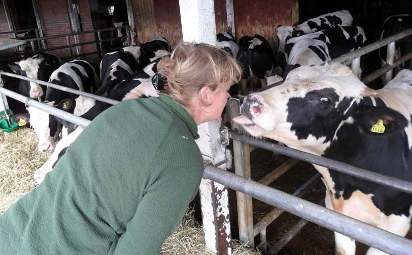 Gårdsreportage Mellankalvar med full gas EMP Lantbruk i Köinge FAKTA En novemberdag 2007 kom Camilla Persson hem sin man Erik och förklarade att de skulle börja med kalvuppfödning i de tomma