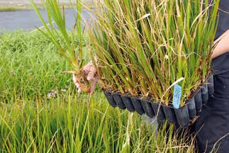 109 pluggplantor Många arter för naturliga miljöer Veg Tech har ett mycket stort sortiment av örtpluggplantor för olika typer av vattenmiljöer.