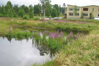 Det finns risk att plantorna inte fäster ordentligt i botten och att de flyter upp direkt efter planteringen.