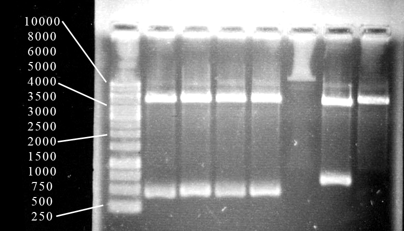 Figur 3: Kontroll av de, från olika kolonier av E. coli, extraherade plasmiderna (Bilaga C), klippta med AscI och BamHI (brunn 1-4).