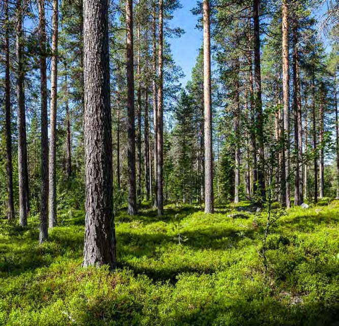 Särna-Idre Besparingsskog