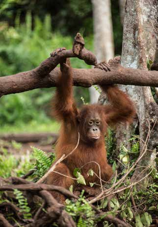 Kärnverksamheten bedrivs på indonesiska delen av Borneo, Kalimantan, i samarbete med vår lokala partner BOS Foundation.