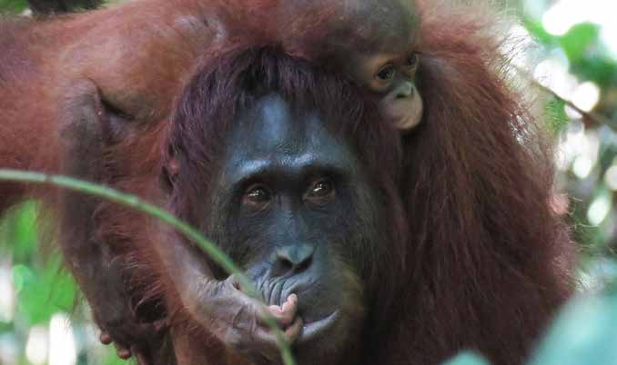 Vad har Save the Orangutan åstadkommit så här långt Idag har Nyaru Menteng dagligen hand om drygt 500 orangutanger.