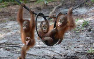 Sedan Nyaru Menteng grundades har fler än 1 400 orangutanger vårdats på räddningscentret.