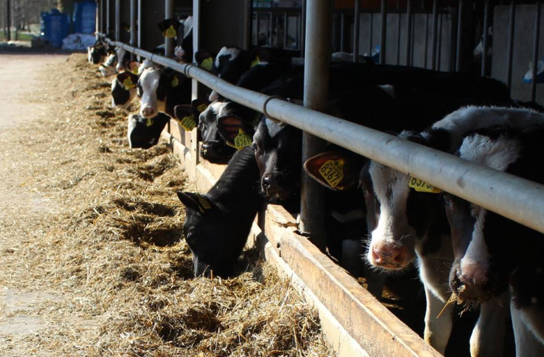 Sveriges lantbruksuniversitet Fakulteten för veterinärmedicin och husdjursvetenskap Swedish University of Agricultural Sciences Faculty of Veterinary