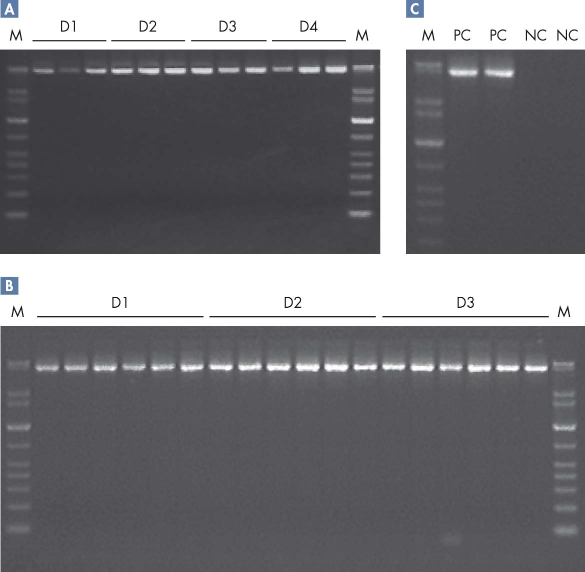 DNA-integritet Long-range PCR-produkter (5 kb) amplifierades med användning av QIAGEN LongRange PCR Kit (50 μl reaktion). M D1 D2 D3 D4 M M PC PC NC NC M D1 D2 D3 M Bild 4.