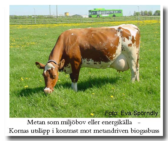 Vall och spannmålsbaserad ekologisk mjölkproduktion effekter på djurens mjölkavkastning och metanproduktion Projektansvarig: Eva Spörndly, Institutionen för husdjurens utfodring och vård, SLU.