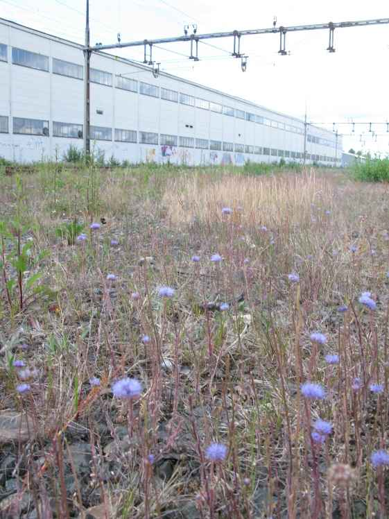 utvecklat en stäppartad torrängsvegetation, ofta präglad av blåmunkar. Figur 17.