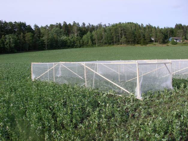 Delprojekt 3 Pollinering Med detta delprojekt avser vi att undersöka om effektivare pollinering kan öka utbytet.