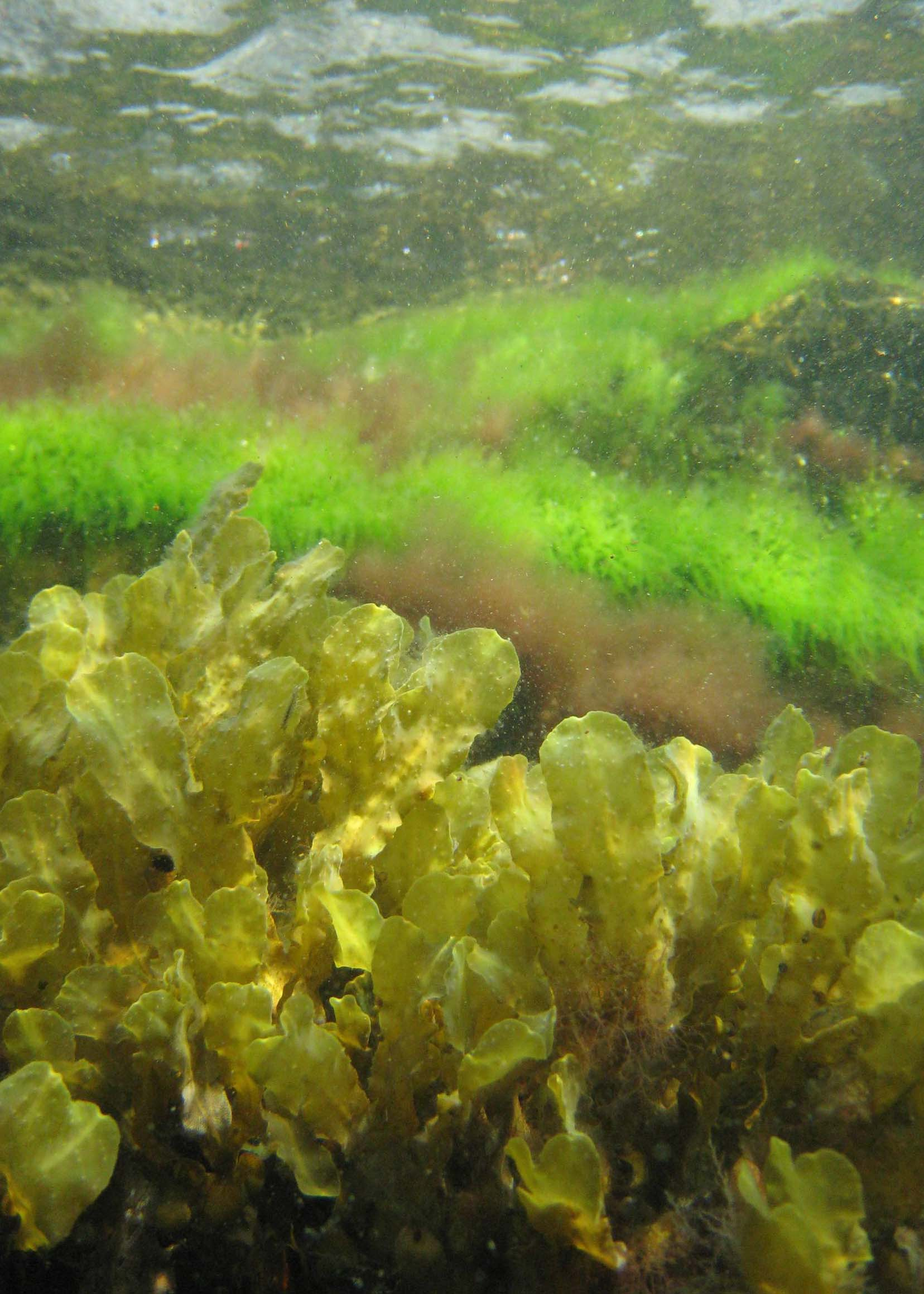 Marin miljöövervakning av vegetationsklädda havsbottnar i Östergötlands