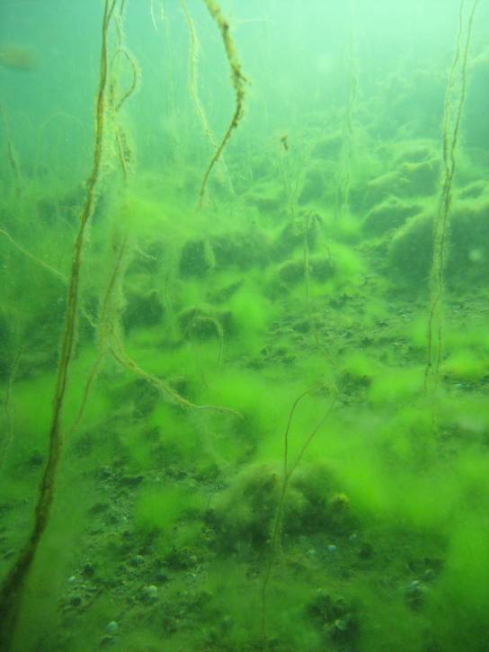 Hårsärv (Zannichellia palustris) förekom som djupast på 6 m, de övriga, hornsärv (Ceratophyllum demersum), axslinga (Myriophyllum spicatum) och borstnate (Potamogeton pectinatus), växte mellan 2 och