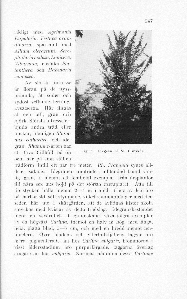 rikligt med Agrimonia Eupatoria, Feslnca arundinacea, sparsamt med Allium oleracenm, Scrophulatia nodosa, Lonicera, Viburnum, enstaka Plalanlhera och Habenaria conopsea.