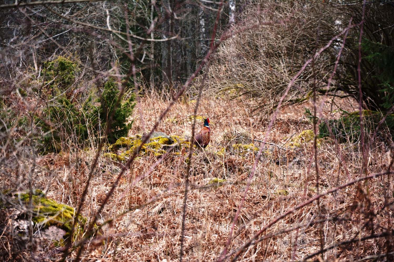 Medelbonitet 6,5m³sk/ha och år.