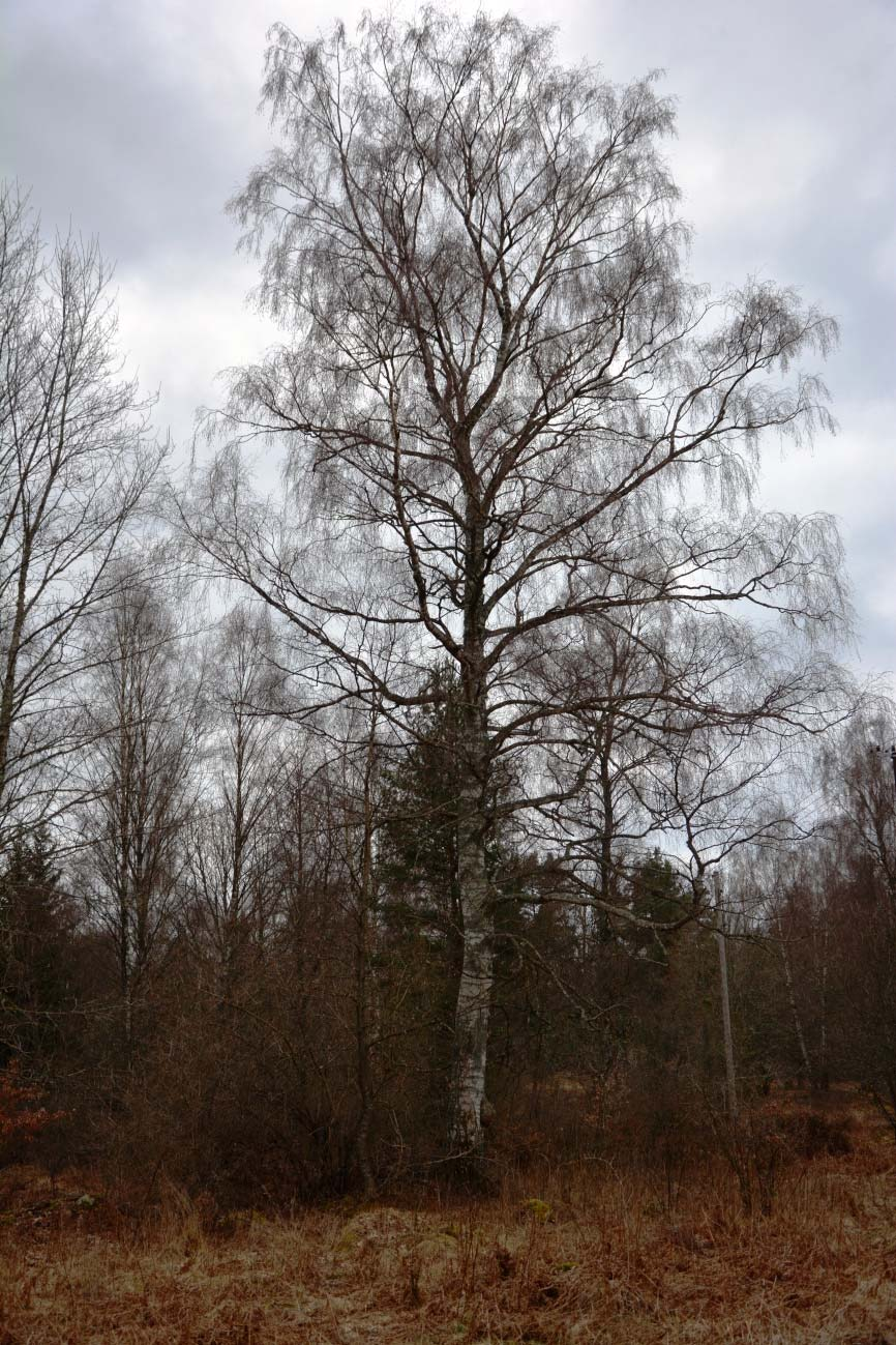 Högsby Ruda 5:18 Upplysningar/Visning Intresserade har möjlighet att på egen hand besiktiga marken. Visa vederbörlig hänsyn till både natur och grannar.