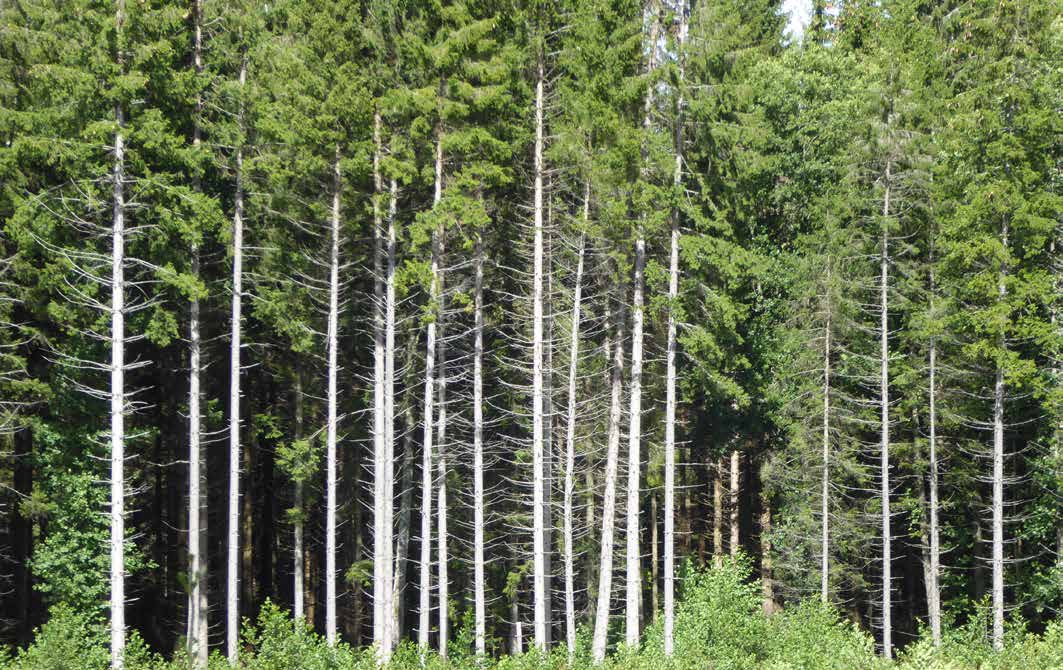 SKOG OCH MARK ÅKER- OCH BETESMARK 36 ha välbelägen täckdikad åkermark. Huvudsakligen lättlera. Diken är nyligen rensade och dräneringar är väl underhållna.