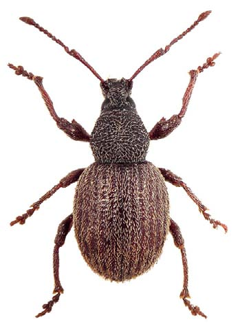 6.3.2. Detaljerad beskrivning av de artbestämda vivlarna Fig. 7 Otiorhynchus smreczynskii Otiorhynchus smreczynskii är mörkbrun till rödbrun, med rödare ben och antenner.