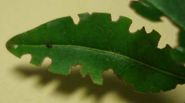 Fig 1. Blad från Ligustrum vulgare liguster, med kantgnag 4. Litteraturstudie över Vivlarnas biologi och utbredning 4.