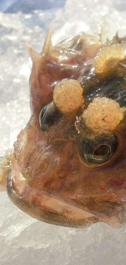 FISKBONGNING ÄR KUL Under det nya årtusendet har en ny gren av fiske strandat i Finland: fiskbongning. Grenen går ut på att man försöker fiska så många fiskarter som möjligt under en viss tid.