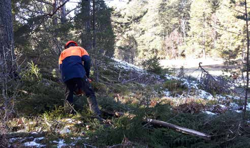 Elevblad Hjälmö Bilaga 4:2 Skogen Skogen i Hjälmö-Lådna naturreservat är ovanligt rik på biologiskt kulturarv (spår efter människans bruk av naturen).