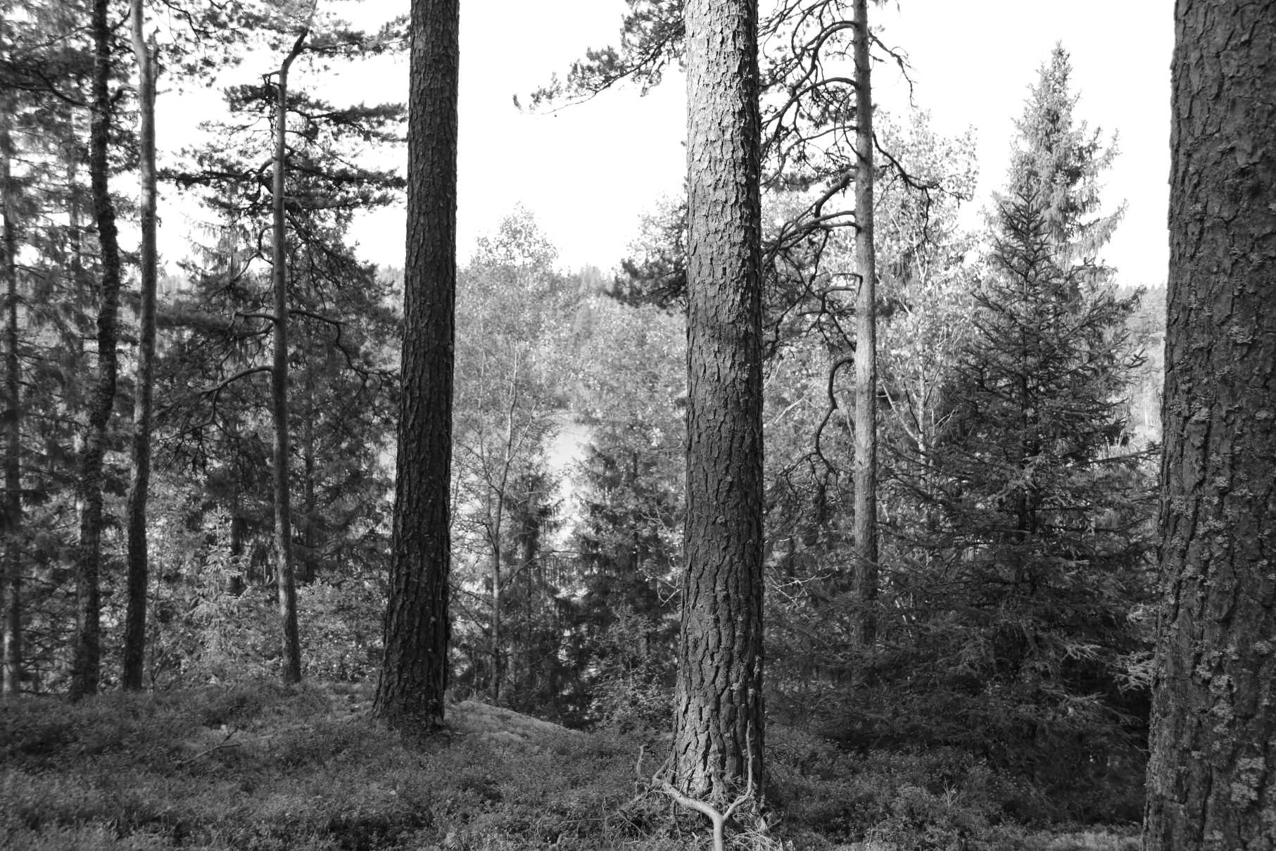 Tallskog på