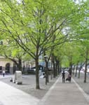 ALBYDALEN SID 5 / 18 STRUKTURGIVANDE Vegetation kan skapa övergripande struktur inom områden och ge logik genom planteringar som förbinder, kopplar, avskärmar, uppdelar etc.