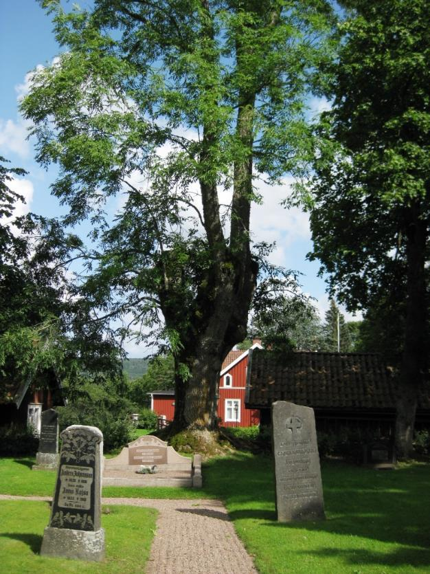 Men värdefulla träd och arter