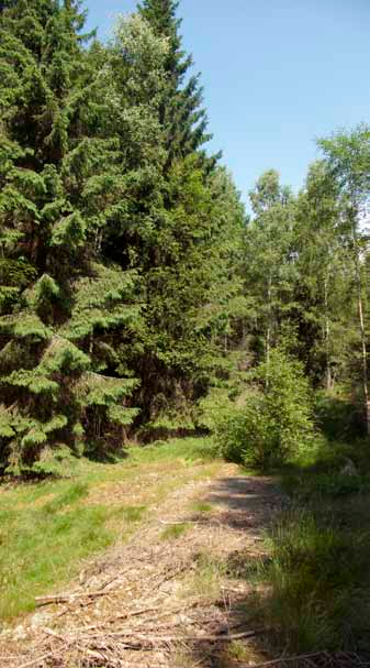 äldre skog (här definierat som skog som uppnått 75 års ålder eller högre) finns i den östra delen av vindområdet.