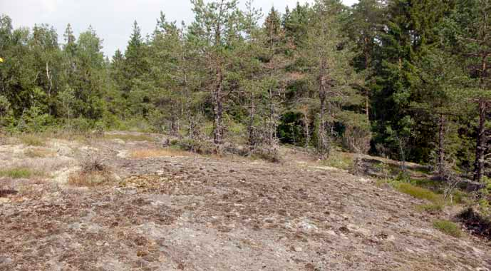 Illustration 5. Hällmarksmiljö inom vindparken.