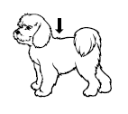 Steg 3: Hunden skall stå upp eller i en position så att appliceringen blir enkel. Dela på pälsen tills huden blir synlig.