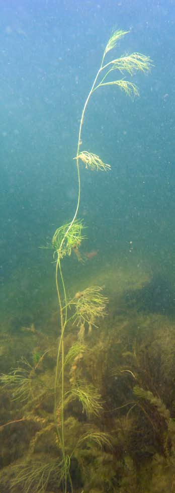 Här fanns emellertid också ofta ett inslag av rödalgen ullsleke Ceramium tenuicorne med täckningsgrader 1-10 procent, medan denna alg saknas på de mest eponerade transekterna (Figur 4).