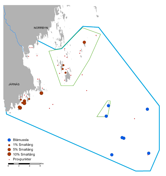 Speciella arter på hårdare bottnar Området Örefjärden-Snöanskärgården är beläget i närheten av nordliga utbredningsgränser för några marina och mer saltkrävande arter.