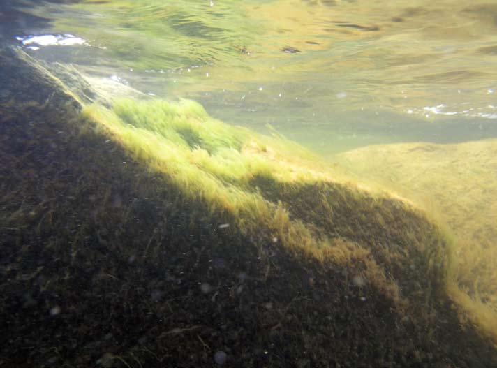 SAMMANFATTNING, SYNTES Naturvärdesbedömning av planerat marint naturreservat Johnny Berglund simmar här ovanför en skog av vajande aslinga.