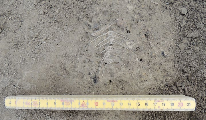 Y 648125 X 6643875 Y 648025 Dy19 X 6643975 Figur 15. Fiskben in situ i avfallsgrop. Lodfoto: Elin Säll, Upplandsmuseet. Dy20 0 10 m Vittulsbergsvägen Figur 10.
