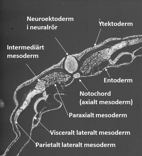 HJÄRTATS UTVECKLING Det första organsystemet som bildas och har en funktion i embryot är hjärt- och kärlsystemet (Tidholm, 1997; Hyttel et al., 2010).