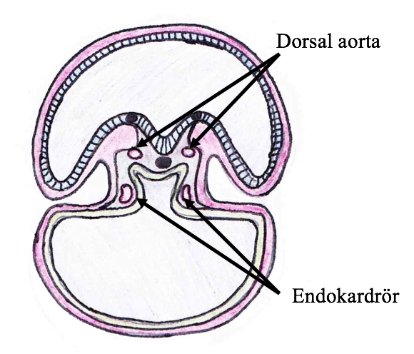 Hjärtröret är nu beläget kaudalt om munhålemembranet och hjärnan, ventralt om den primitiva tarmen/munhålan och dorsalt om coelomet. Figur 2. Utveckling hos humana embryon.