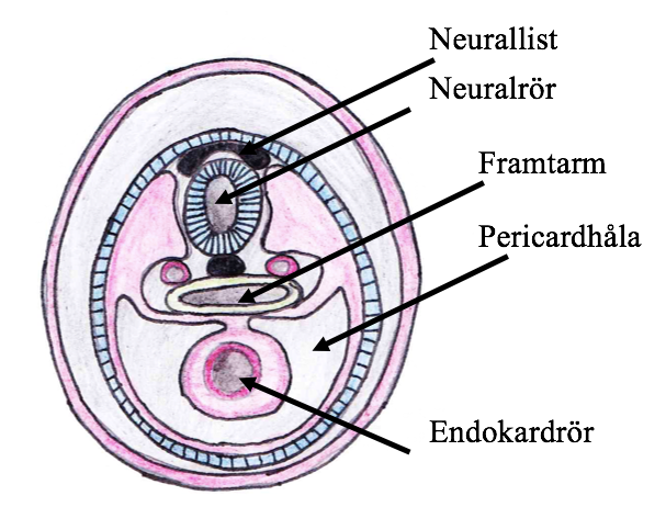 Bild av Emma Palmér modifierad efter original av (Sadler et al., 2005).