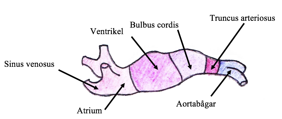 Till sinus venosus ansluts tre par vener och det bildas två förgreningar, en till höger och en till vänster.