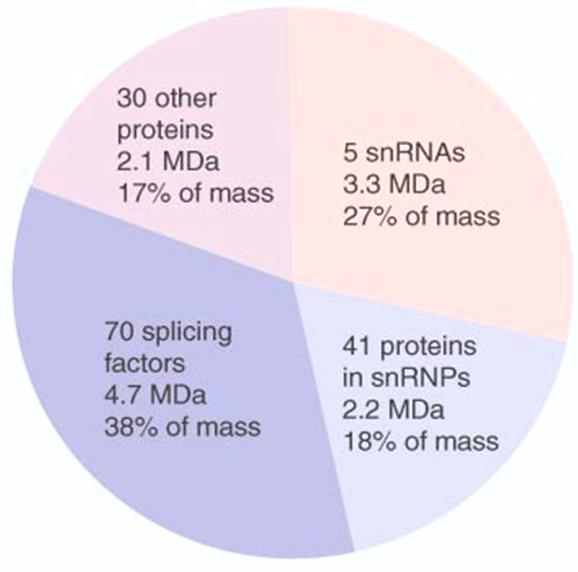 Figur 6. Det stora spliceosomkomplexet, vilket utgörs av fem snrna och ett flertal associerade proteiner katalyserar RNAsplicing.