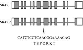 Figur 11. Schematisering av de två avvikande SR45 transkriptisoformerna. Figuren visar strukturen av de båda transkriptisoformerna som SR45-genen genererar via alternativ splicing.