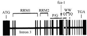 Via omväxlande användning av de alternerande 3 splice sites, 21 nukleotider från varandra, genereras de två avvikande transkriptisoformerna SR45.1 och SR45.2. I figuren indikeras det ena klyvningsstället med ett pilhuvud på transkriptisoformen SR45.
