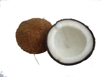 Det spröda fruktskalet multnar lätt sönder. F. Kokosnöten är grön när den plockas.